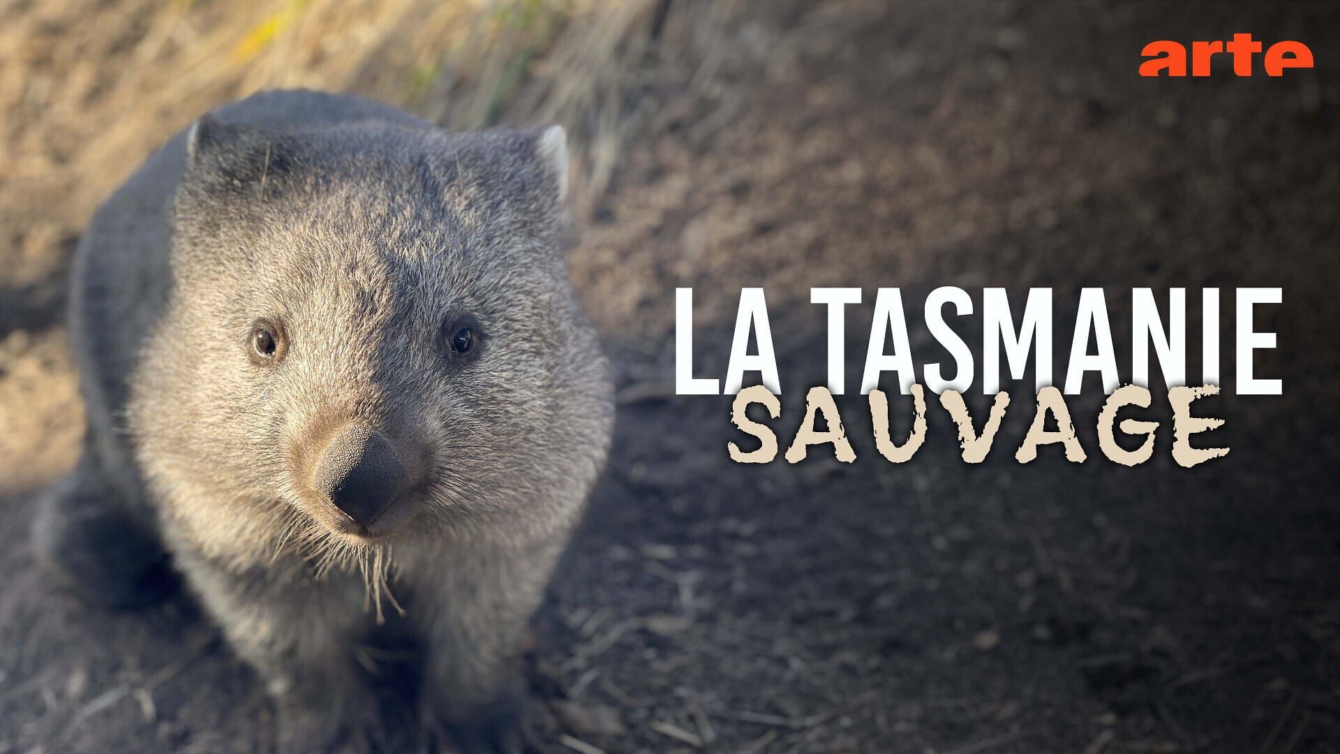 Au royaume des wombats