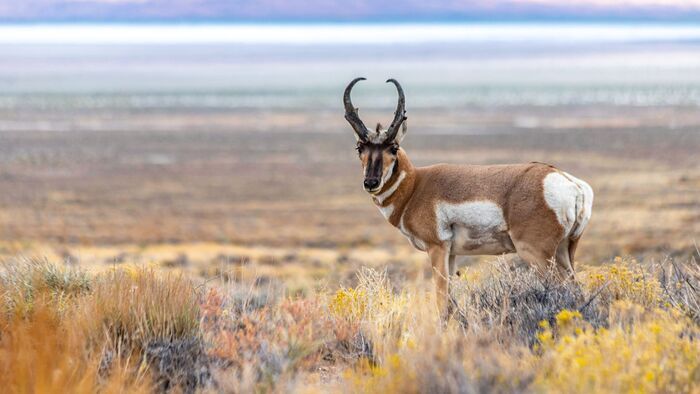 Chasse à l'antilope en Alberta