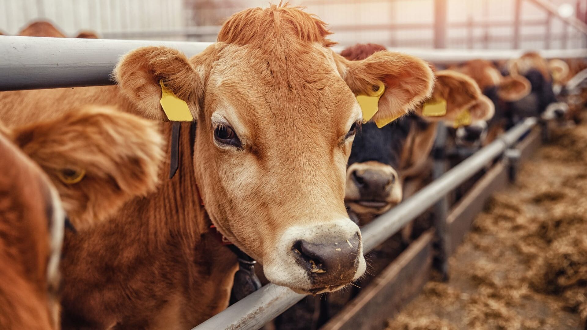 Edition spéciale Salon de l'Agriculture