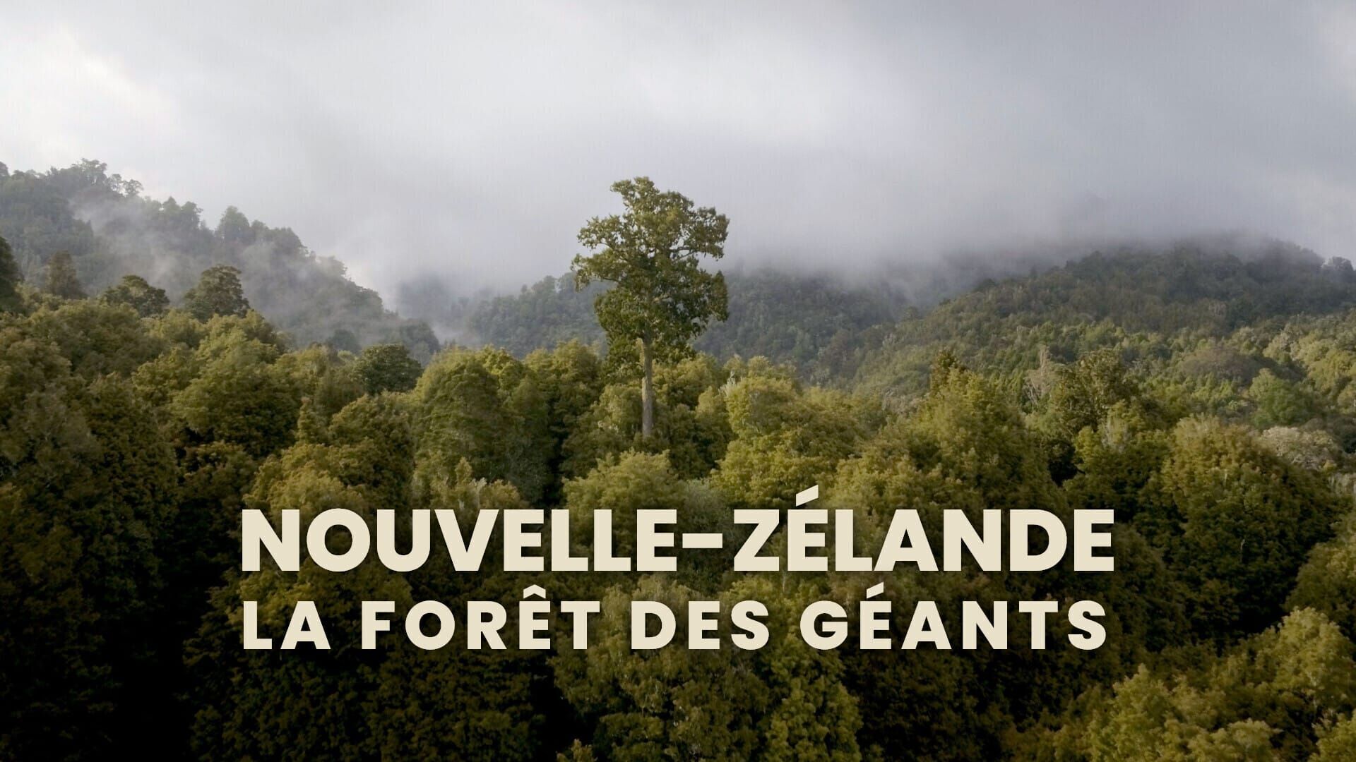 Nouvelle-Zélande : La forêt des géants