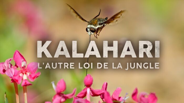Dans les secrets de la collaboration animale
