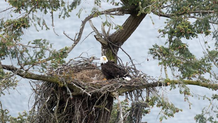 L'île de Vancouver : un paradis sauvage