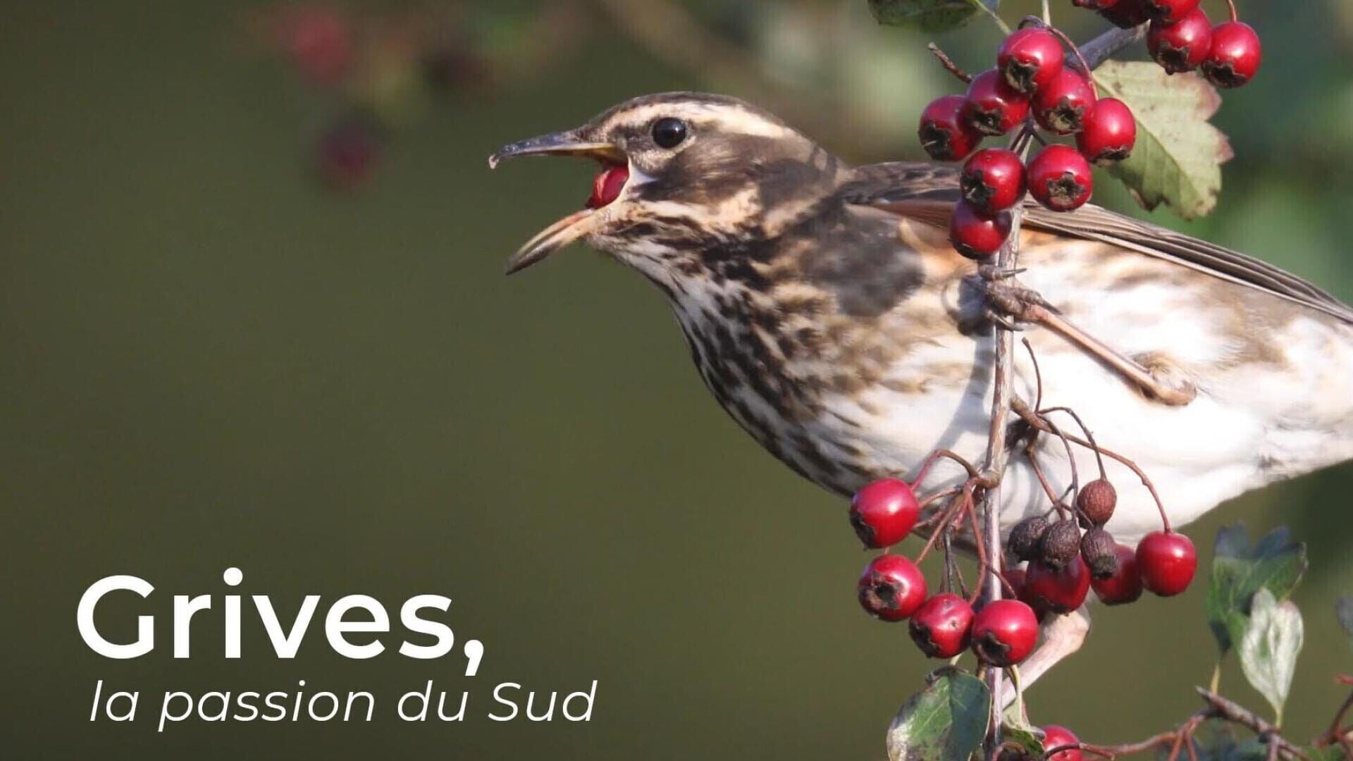 Grives, la passion du Sud