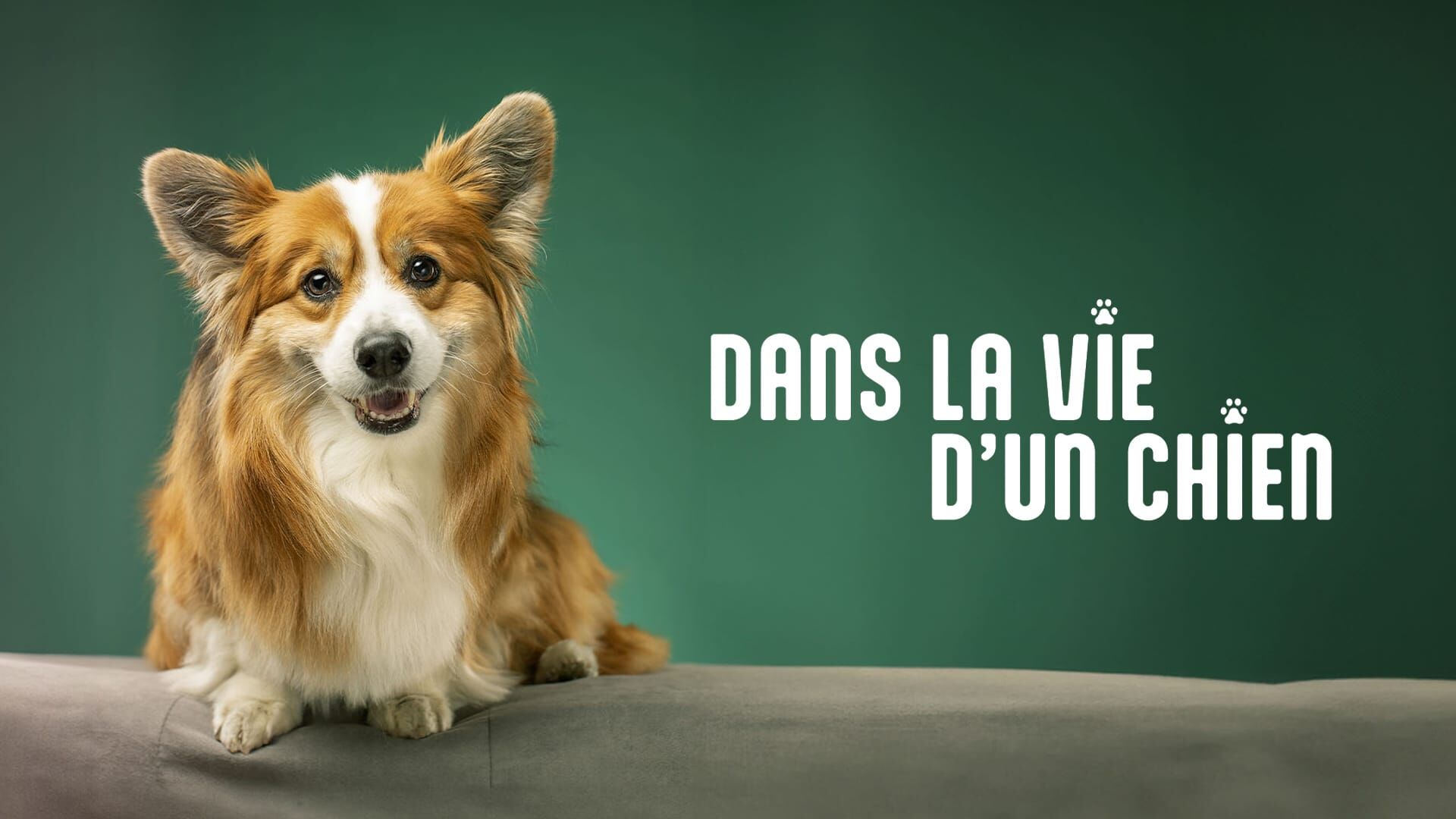 Le meilleur ami de l'homme