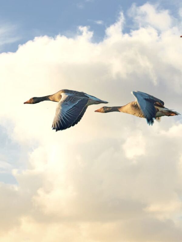 Alzheimer en Guadeloupe