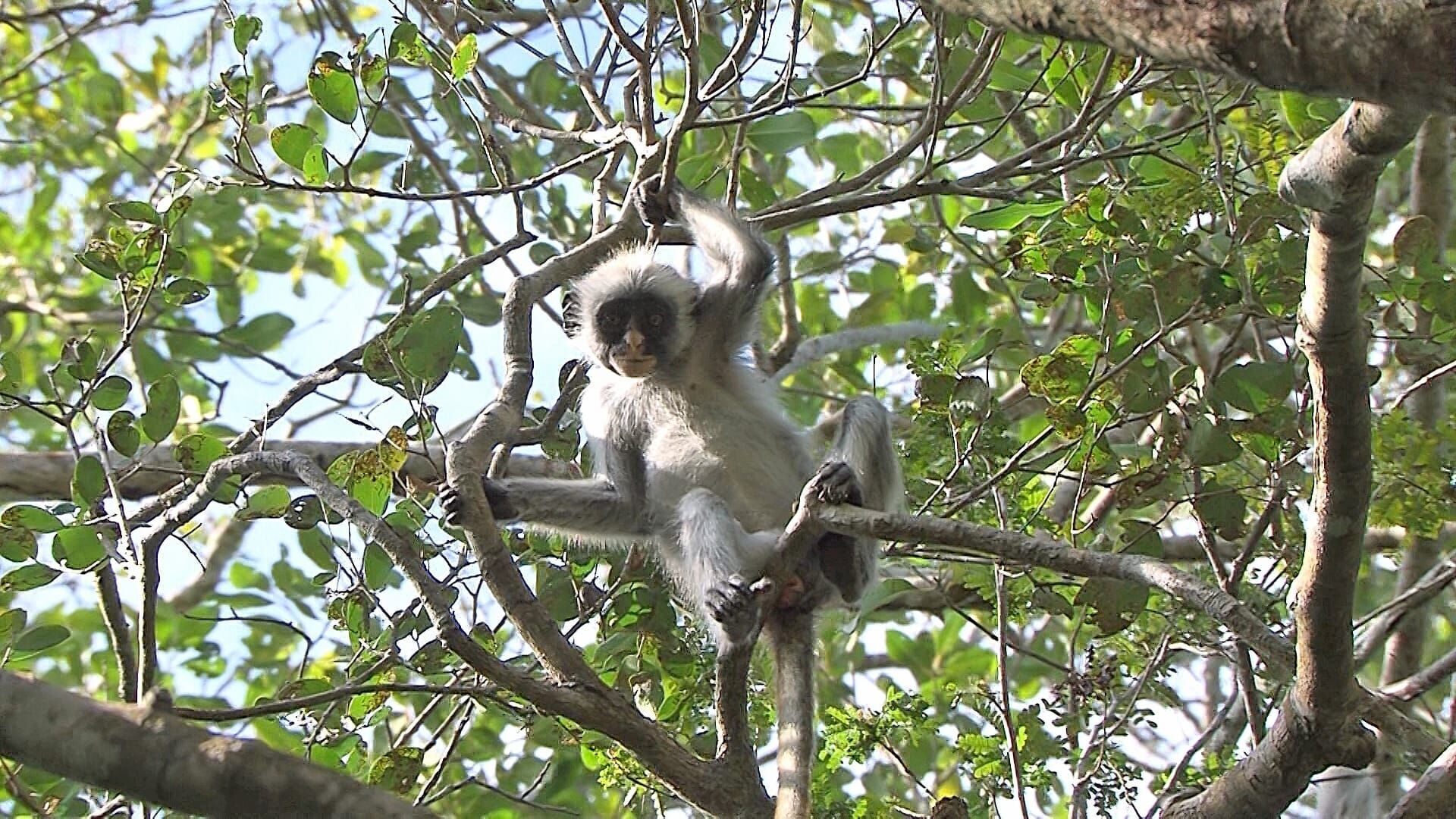 Dietary Detox - Zanzibar Red Colobus, Tanzania