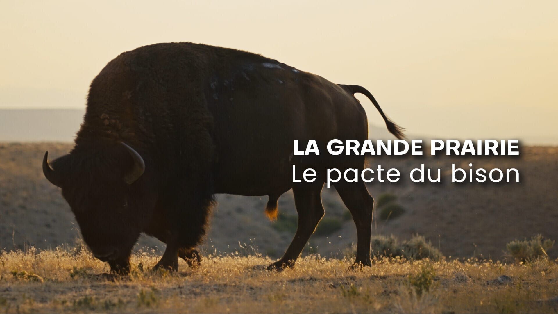 La grande prairie, le pacte du bison