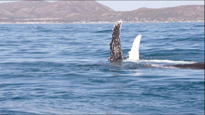 Requin vs Orque