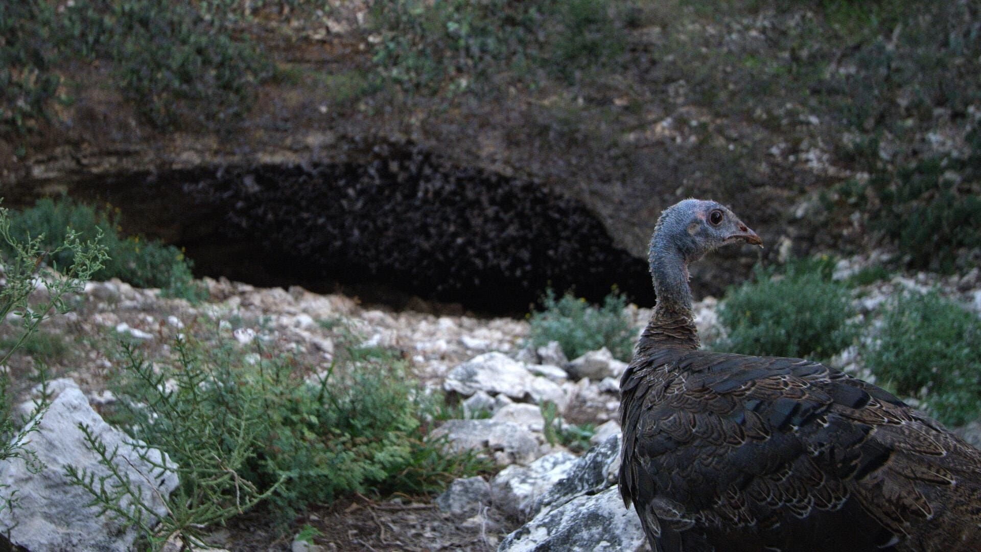 La grotte aux chauves-souris