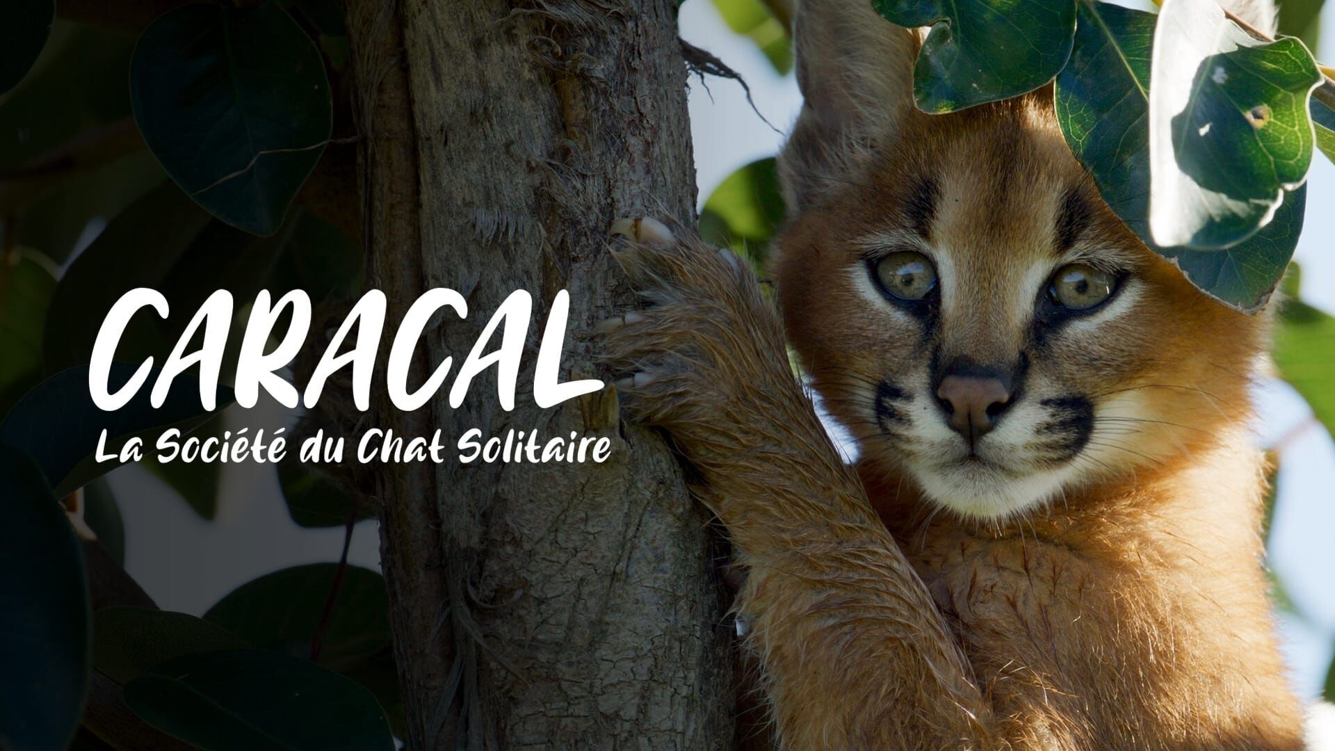 Caracal : La société du chat solitaire