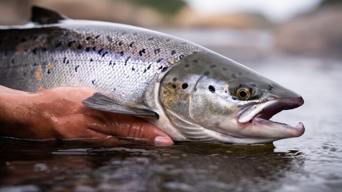 Iceland Atlantic Salmon Part 1