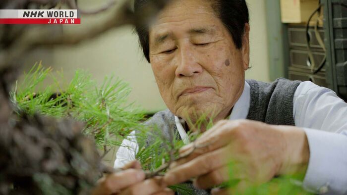 Breaking the Bonsai Mold