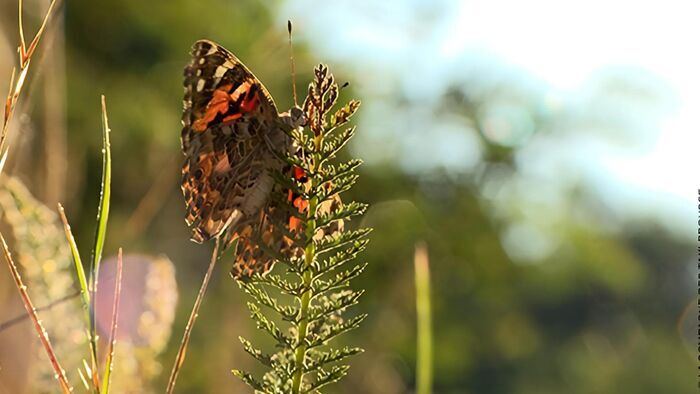 Le papillon belle-dame