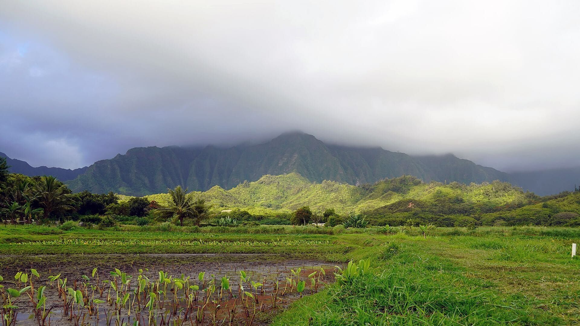 Oahu