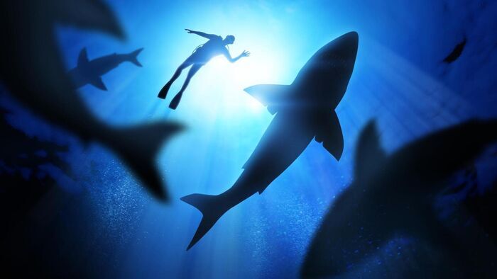 Attaques de requins : les témoins