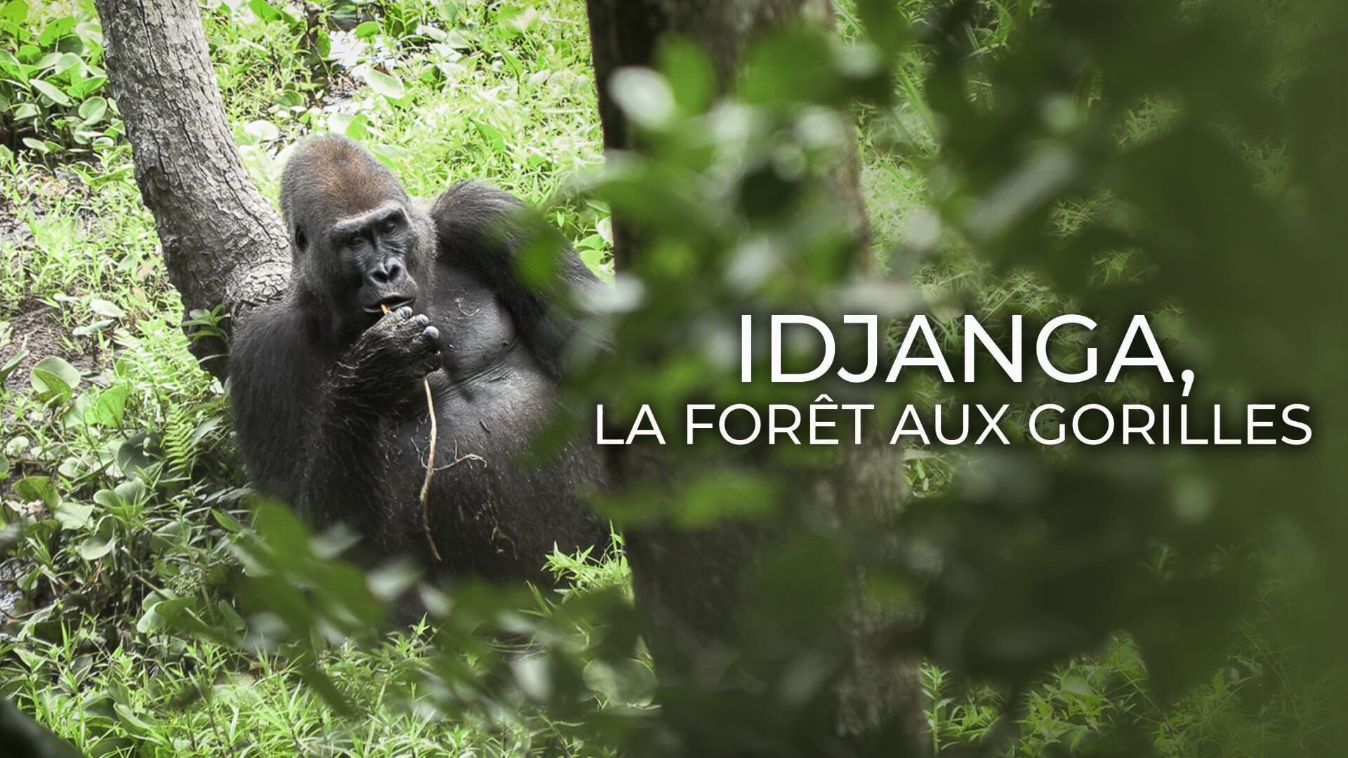 Idjanga, la forêt aux gorilles