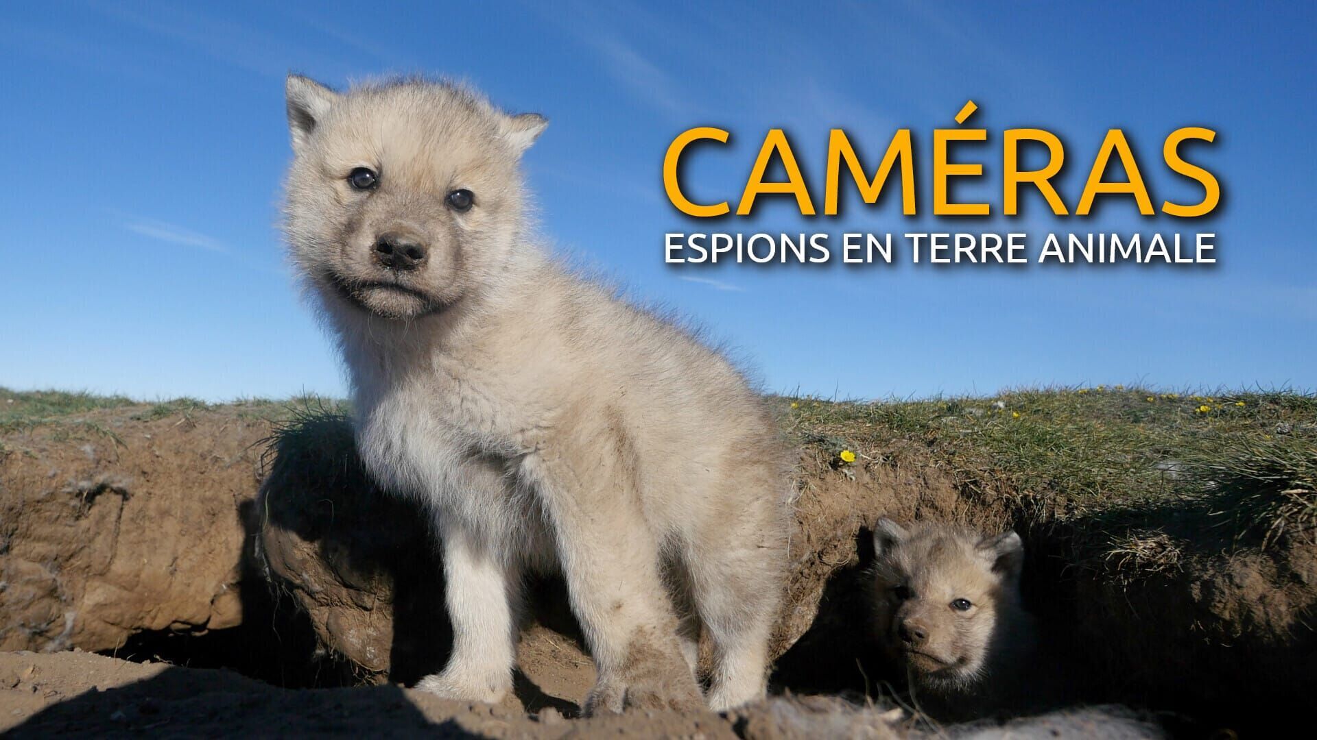 Dans l'hémisphère Nord