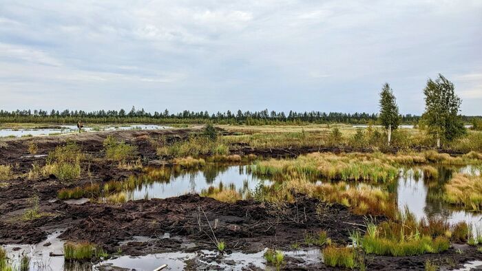 The Power of Peatlands - Climate Protection from Moors