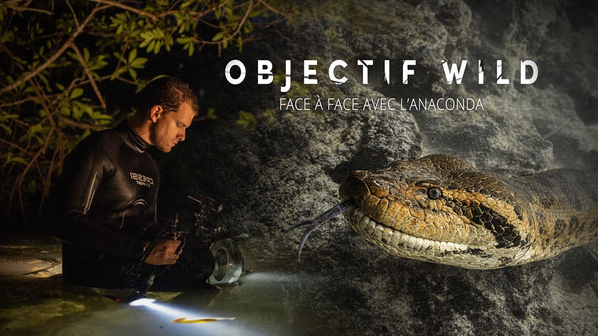 Face à face avec l'anaconda