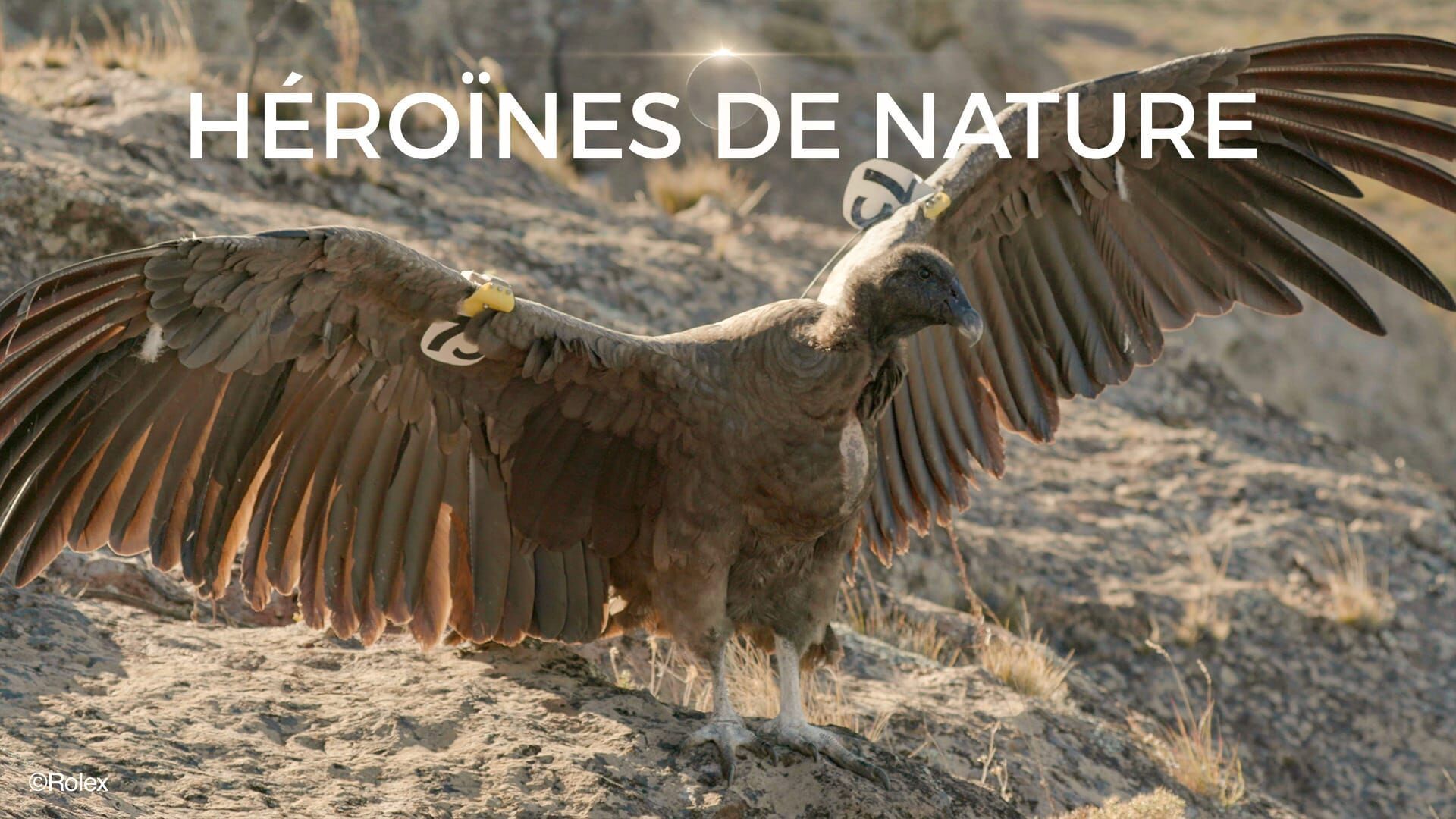 Entre terre et ciel, le condor