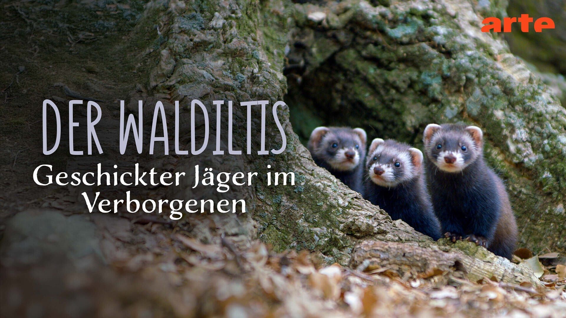 Putois d'Europe, un chasseur infatigable