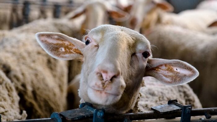 Que ressentent nos animaux d'élevage ?