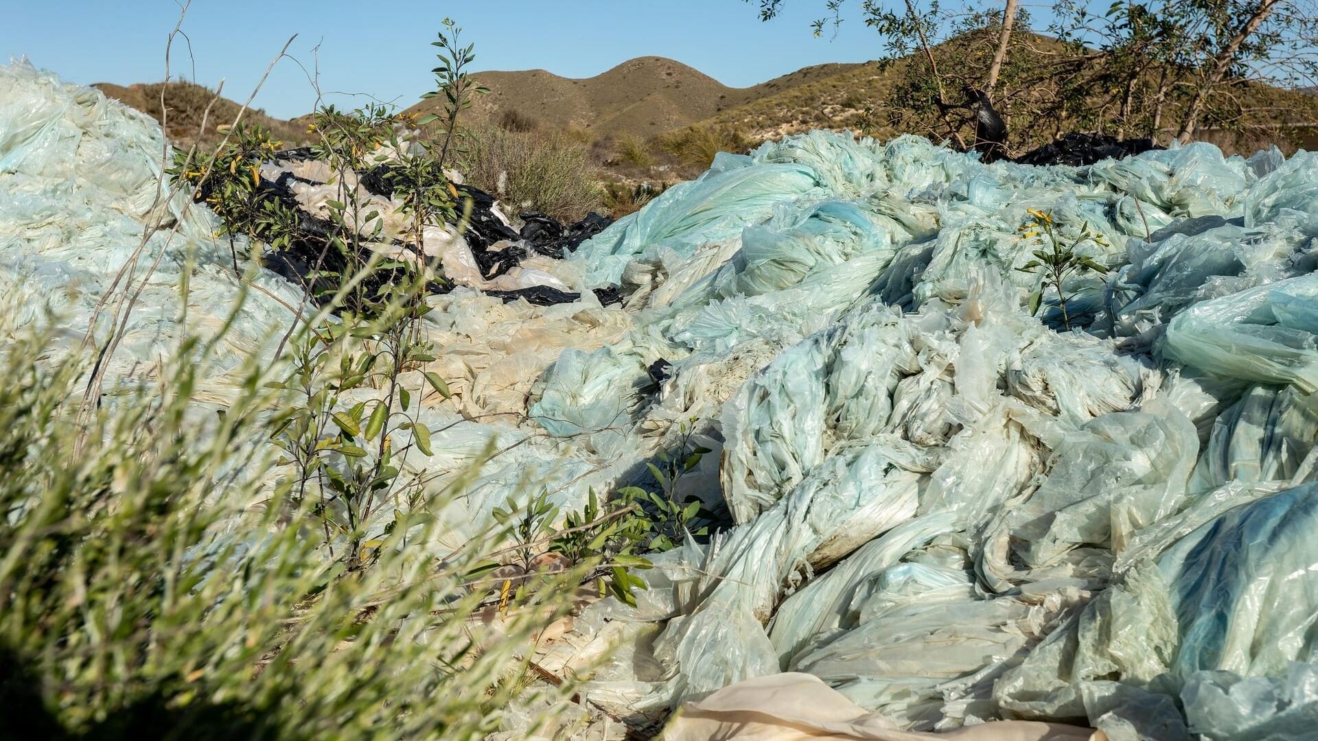 Tomatoes - Indulgence With an Aftertaste