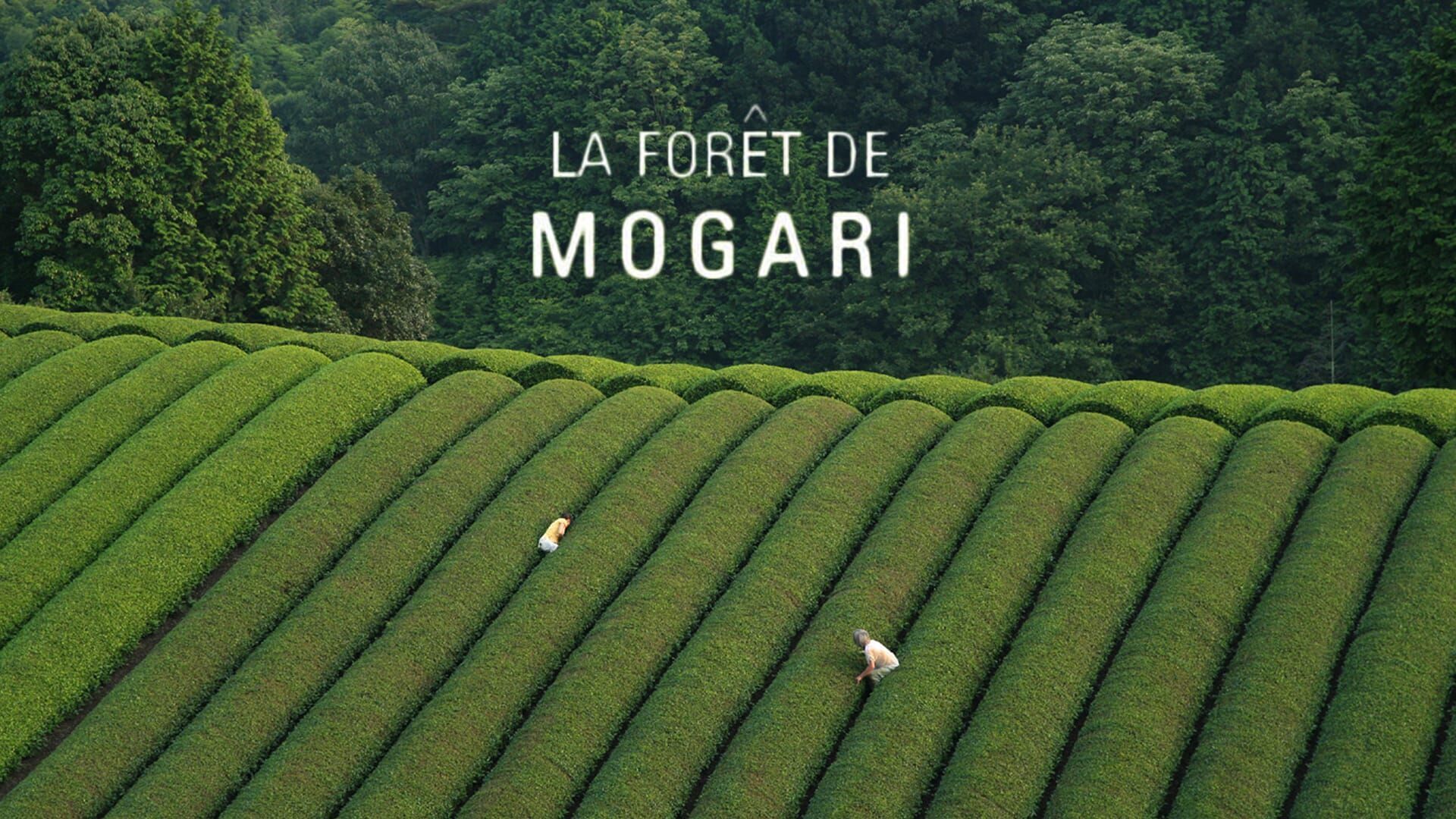 La forêt de Mogari