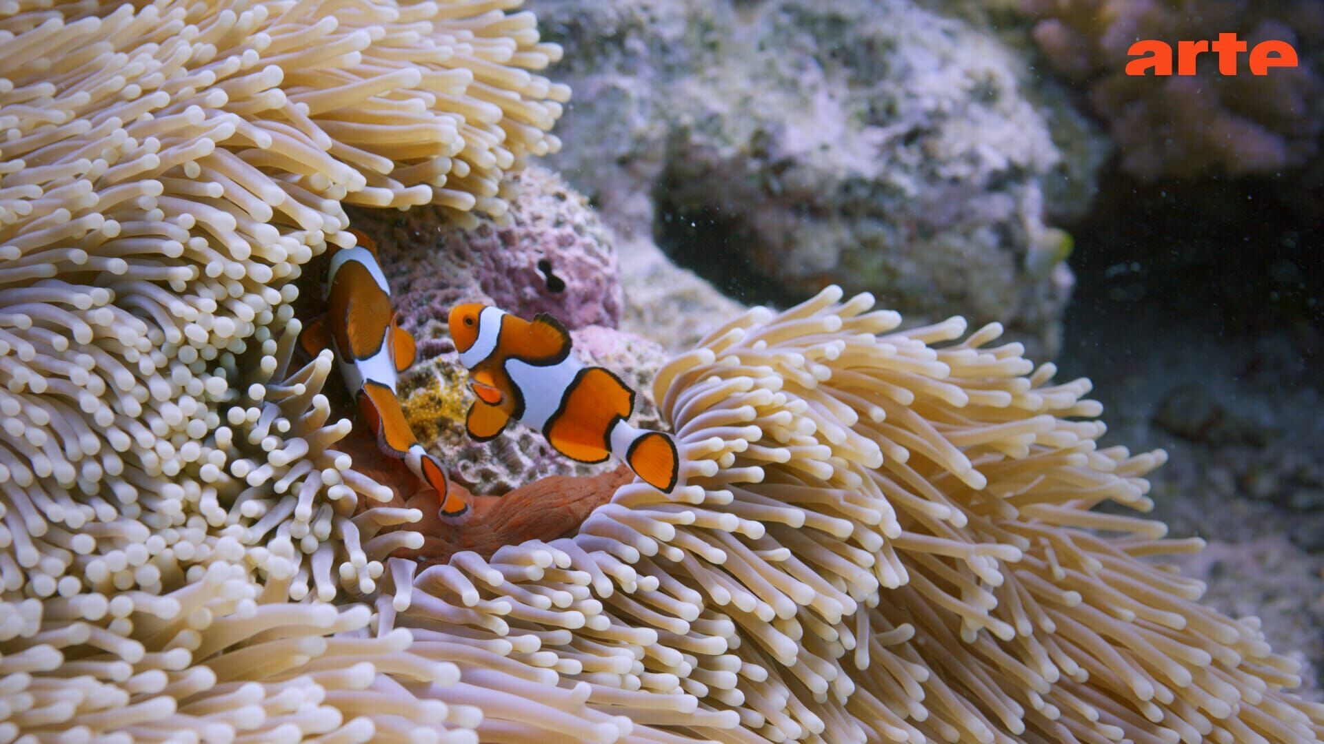 Venins : la double promesse