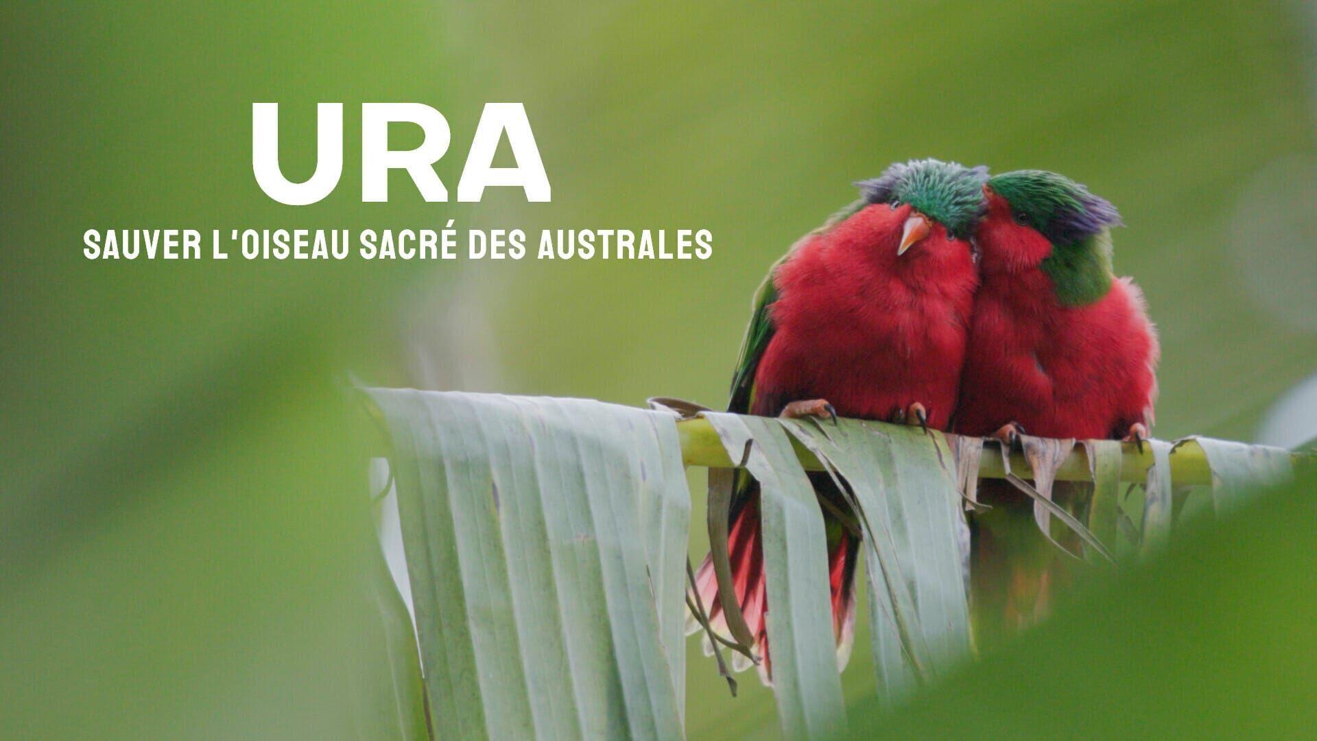 Ura, sauver l'oiseau sacré des australes