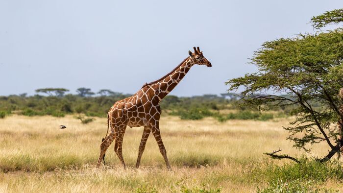 Une saison au zoo
