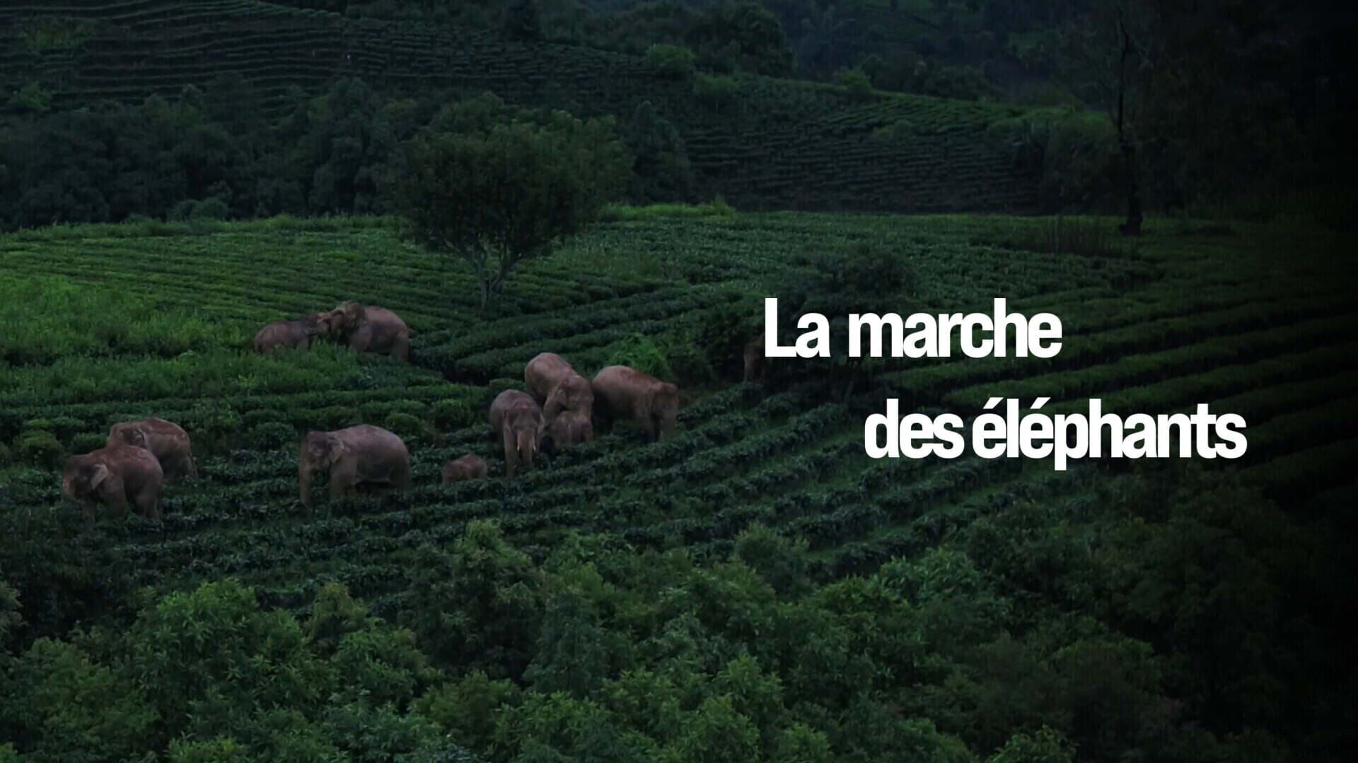 La marche des éléphants