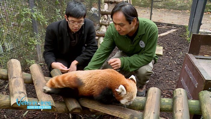 La maladie mystérieuse de Jiang, le panda roux
