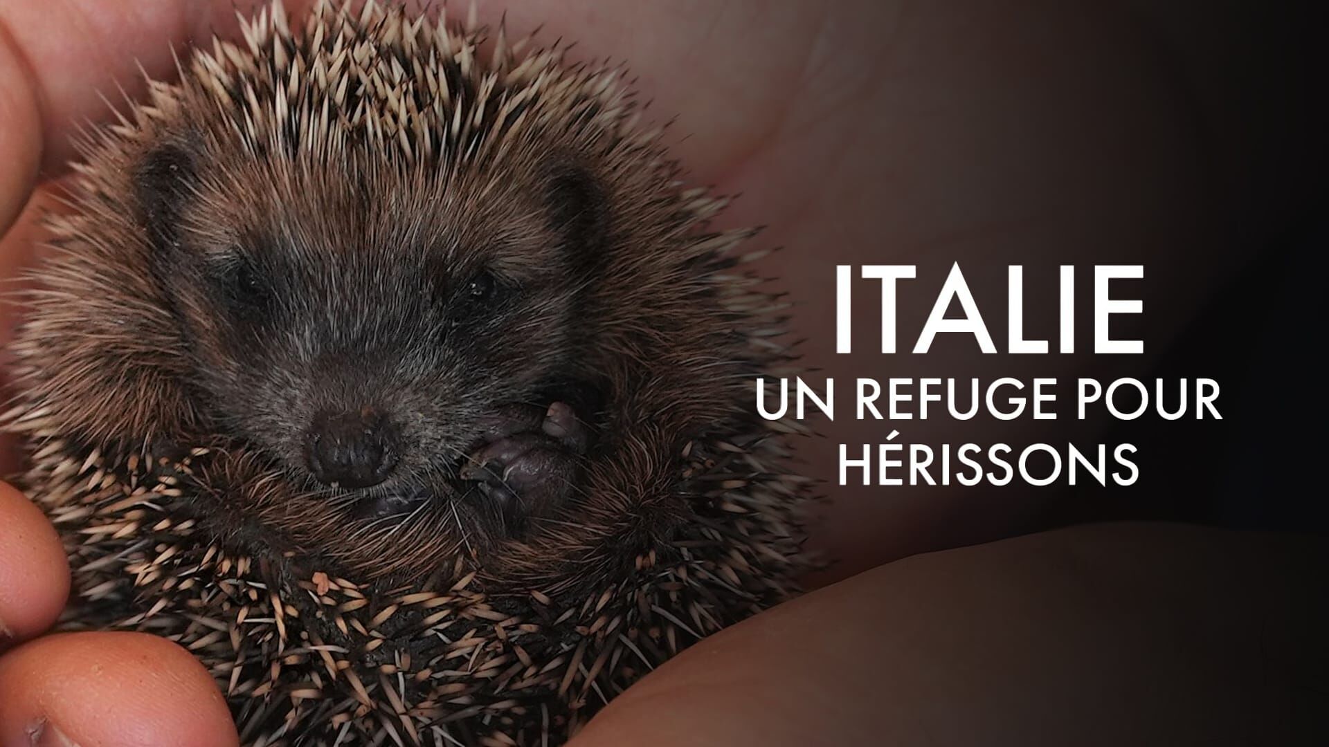 Italie, un refuge pour hérissons