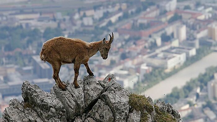 Innsbruck sauvage - entre culture et nature Alpine