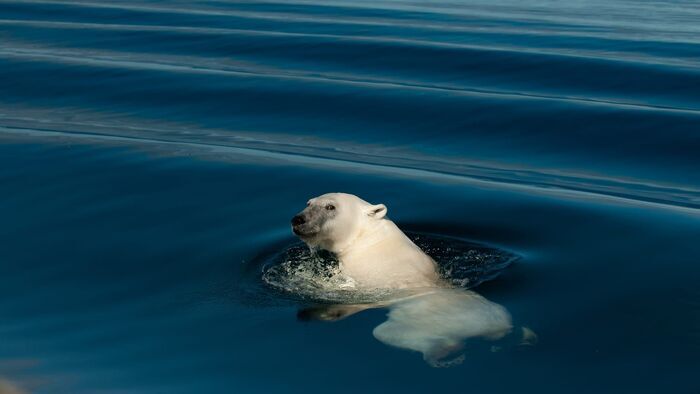 Polar Bears: Ice Bear