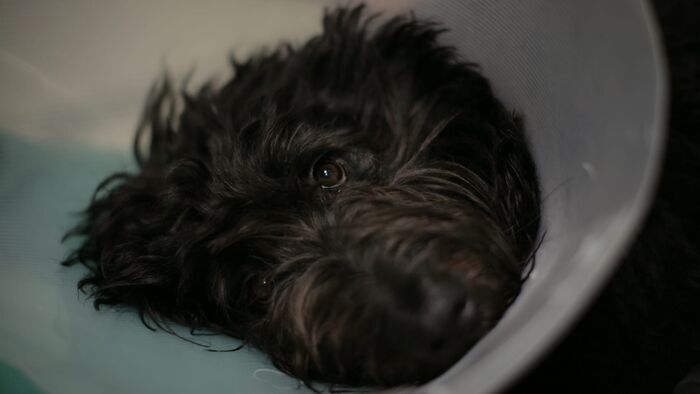 Il faut sauver la chienne de Patrick