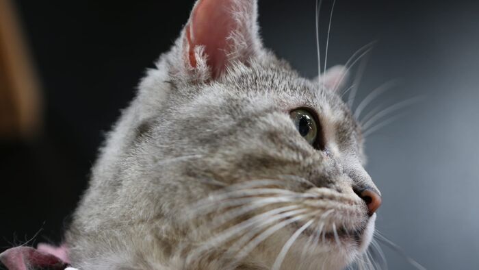 Mission : Sauver les chatons