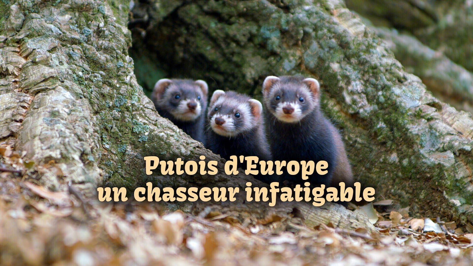 Putois d'Europe, un chasseur infatigable