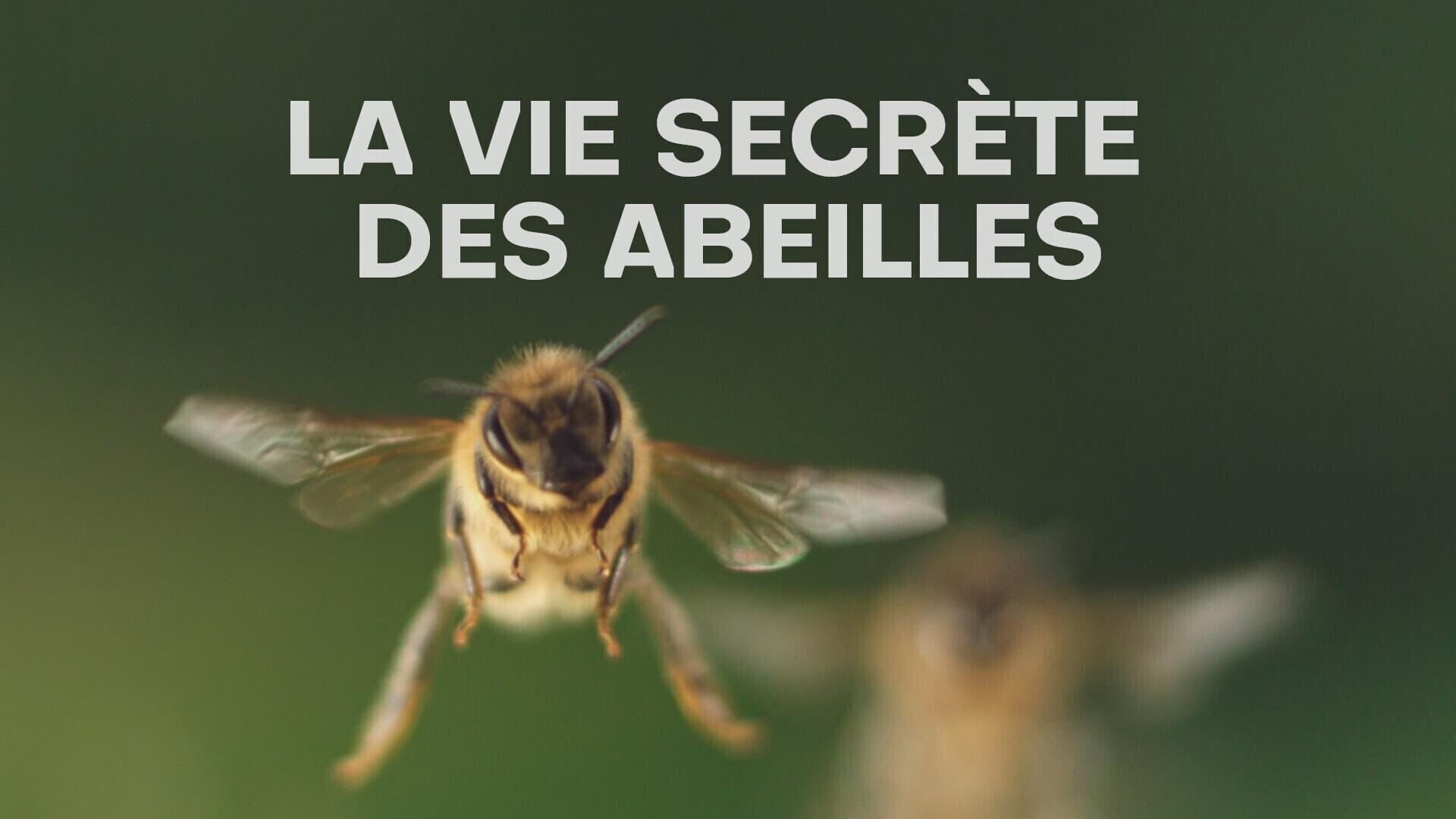 La vie secrète des abeilles