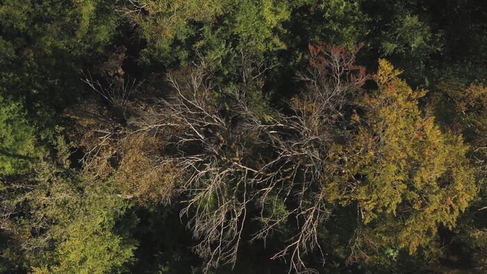 Réchauffement climatique : réinventer la forêt