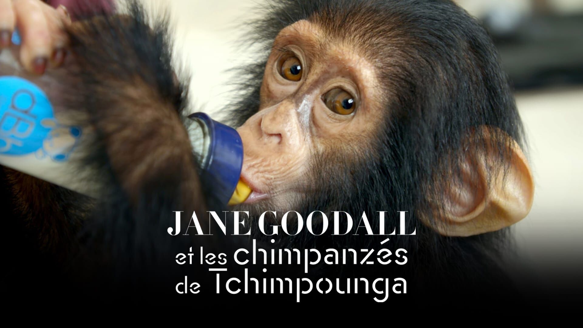En route pour la vie sauvage