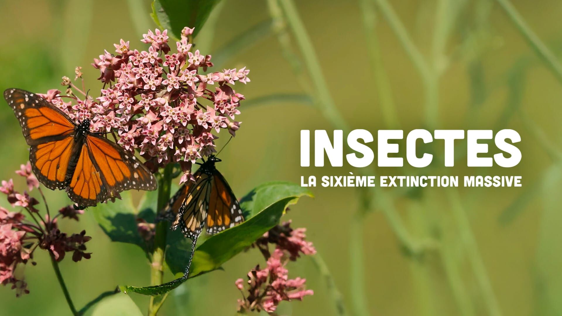 Insectes, la sixième extinction massive ?
