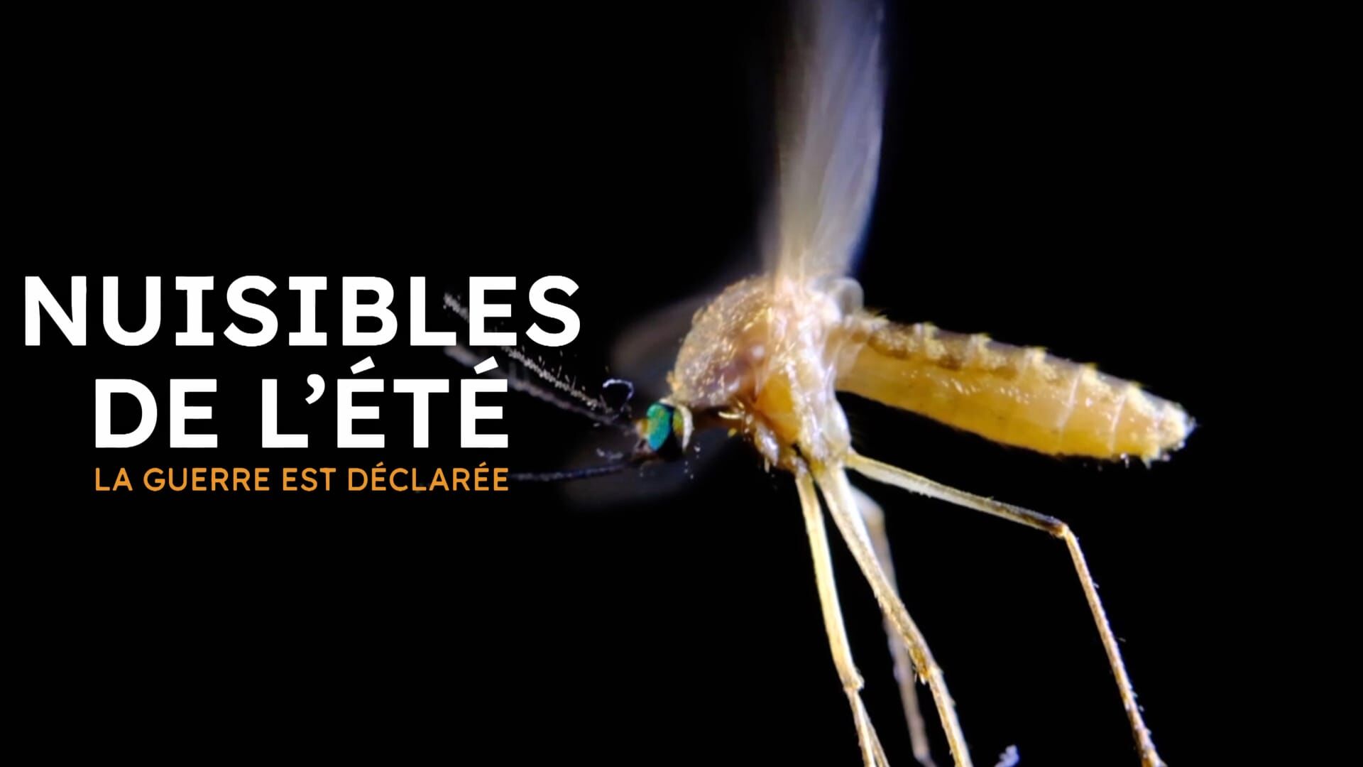 Nuisibles de l'été, la guerre est déclarée