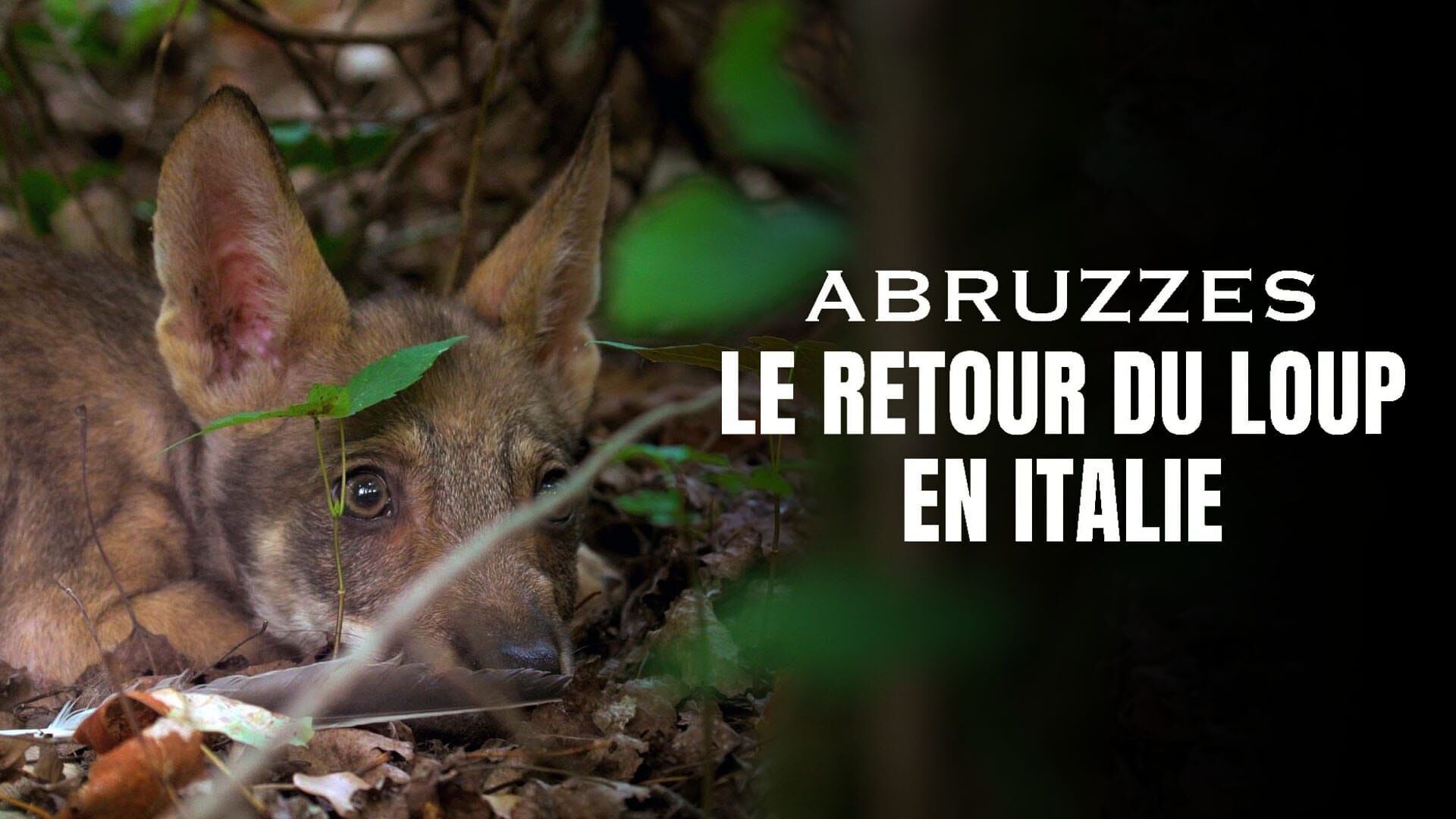 Abruzzes : Le retour du loup au coeur de l'Italie