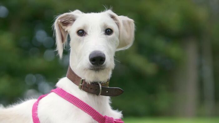 Dog House : un chien pour la vie