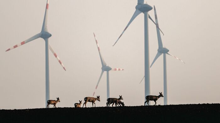 Animaux et humains, la Terre en partage