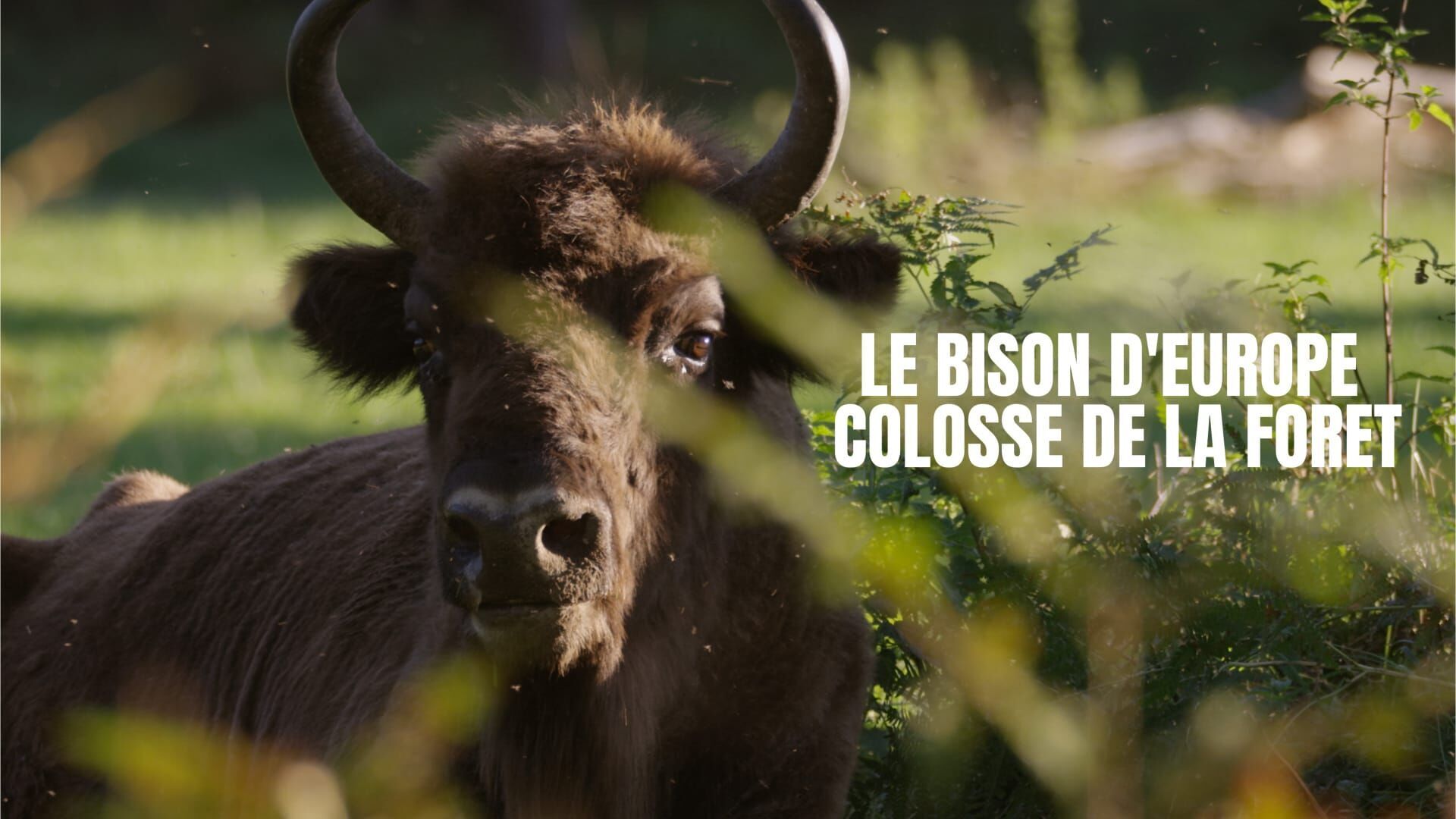 Le bison d'Europe, colosse de la forêt