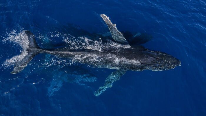 La femme qui murmure à l'oreille des baleines