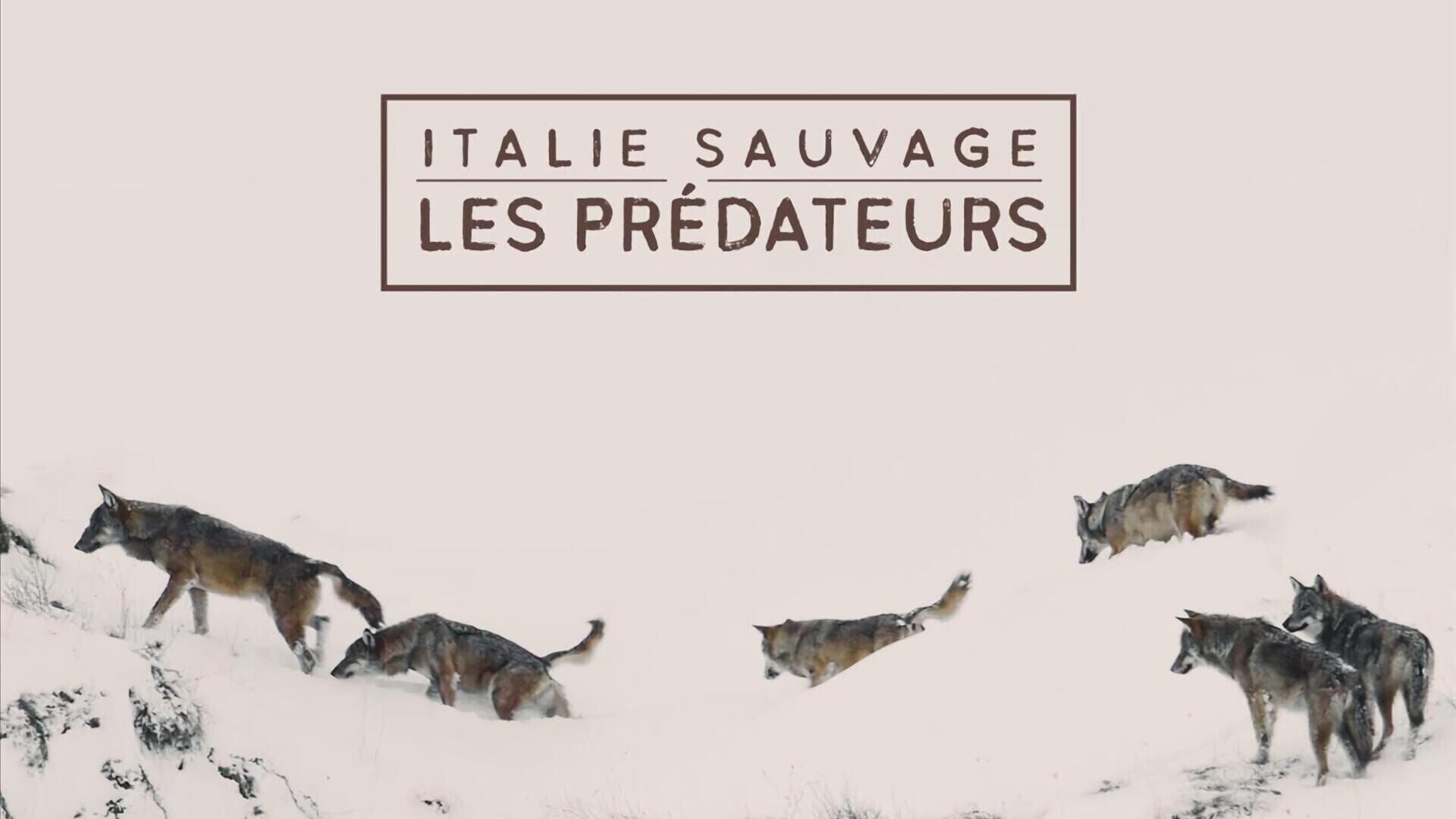 Rome, les prédateurs ailés